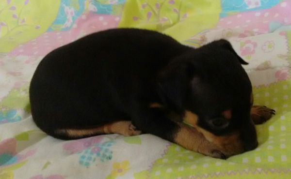 Pinscher Miniatura Macho 1