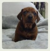 Filhotes Daschund Macho Dourado